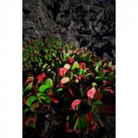 * :: Александр Иванов