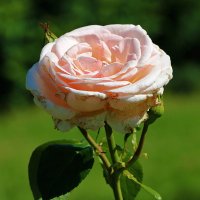 В ботаническом саду МГУ :: Светлана В ботаническом саду МГУ :: Светлана