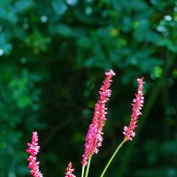 Горец (Змеевик стеблеобъемлющий) :: Светлана 