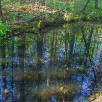 Отражение. Лесное болотце. :: Алексей Трухин