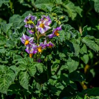 Сиреневые цветы картофеля :: Светлана SvetNika17