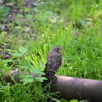 Клубничный вор :: Константин Сафронов Клубничный вор :: Константин Сафронов