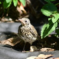 Клубничный вор :: Константин Сафронов Клубничный вор :: Константин Сафронов