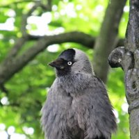 Галчонок :: PRP 