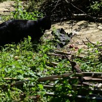 Клубничный вор :: Константин Сафронов