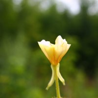 Лето :: Любовь Иванова