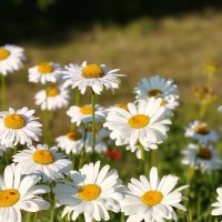 Для тех, кто любит :: Андрей 