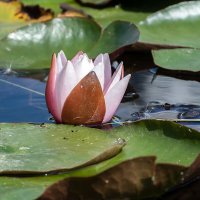 Кувшинка :: VL 