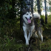 Ярик. :: leff Postnov