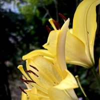 ***** :: VADIM *****