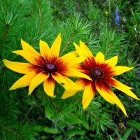 Дуэт :: Антонина Гугаева Дуэт :: Антонина Гугаева