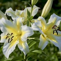 Лилии :: Борис Устюжанин