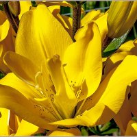 Лето яркое :: Aquarius - Сергей