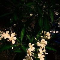 Летние этюды 67 :: Алексей Кузнецов Летние этюды 67 :: Алексей Кузнецов