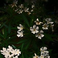 Летние этюды 69 :: Алексей Кузнецов