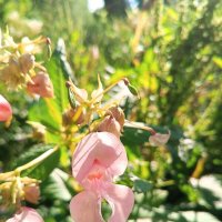 Недотрога :: Сапсан 