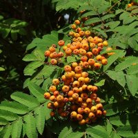 Зреет рябина :: Лидия Бусурина Зреет рябина :: Лидия Бусурина
