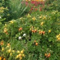 Шиповник. :: Андрей Хлопонин Шиповник. :: Андрей Хлопонин