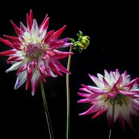 ***** :: Андроник Александр ***** :: Андроник Александр