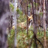 Июнь...Молодой лис тявкает на меня! :: Владимир 