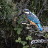 зимородок. :: юрий макаров