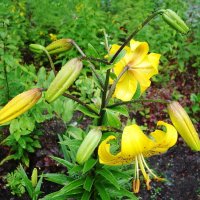 Лилия :: Рита Симонова