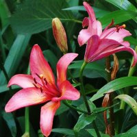 Лилия :: Рита Симонова