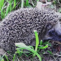 Гость в саду :: Людмила Смородинская