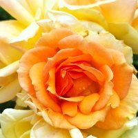 роза :: Наталья 