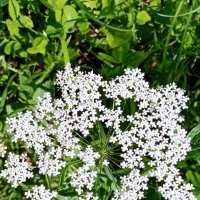 Цветы. :: Владимир Драгунский Цветы. :: Владимир Драгунский