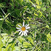 Цветы. :: Владимир Драгунский