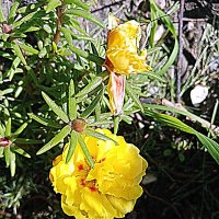 Цветы. :: Владимир Драгунский