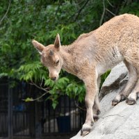 Московский Зоопарк. :: Наташа ***** Московский Зоопарк. :: Наташа *****