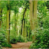 В ЛЕСУ... :: Elvira E. 