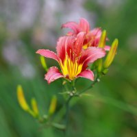 июль :: Andrey Bragin июль :: Andrey Bragin