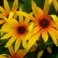 Солнечные :: Елена Семигина