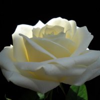 Роза :: Victoria 