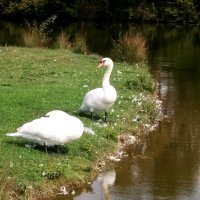 Лебеди на пруду...На страже... :: tatyana 