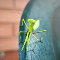 Богомол :: Oksana Verkhoglyad