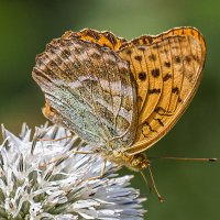 На цветке :: Андрей Пристяжнюк На цветке :: Андрей Пристяжнюк