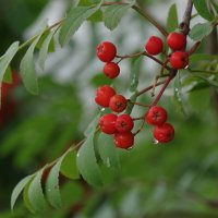 Рябина после дождя :: Сергей Швечков