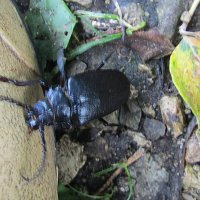 Жук-усач :: Антонина Балабанова