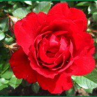 Алые розы - символ любви. :: Ольга Довженко Алые розы - символ любви. :: Ольга Довженко