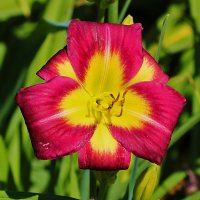 Лилейники бот сада МГУ :: Светлана 