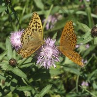 Перламутровка большая :: Зоя Мишина