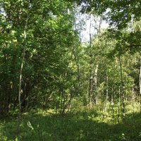 В лесу... :: Freddy 97 В лесу... :: Freddy 97