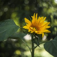 Подсолнечник однолетний. :: Вадим Басов Подсолнечник однолетний. :: Вадим Басов
