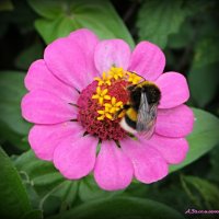 Про дела шмелиные.... :: Андрей Заломленков