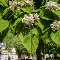 Катальпа :: Анатолий Чикчирный Катальпа :: Анатолий Чикчирный