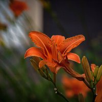 Этюд с лилиями :: Владимир Кроливец Этюд с лилиями :: Владимир Кроливец